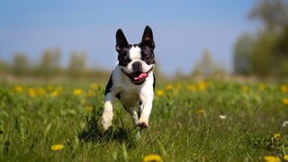 Boston terrier in a meadow