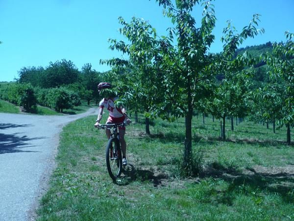 Lea Davison (Specialized) demonstrates how to eat cherries while passing through an orchard without getting off her bike.