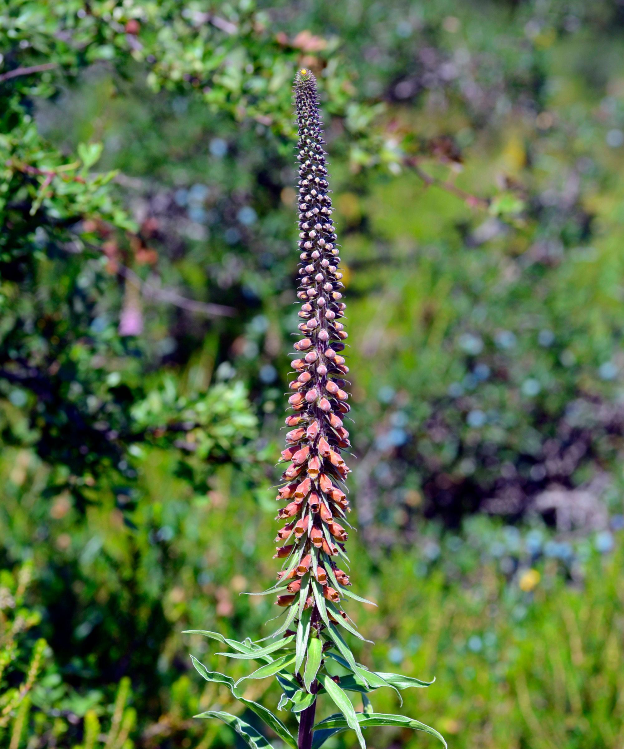 Chocolate foxglove