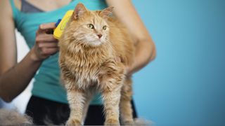 Person brushing cat