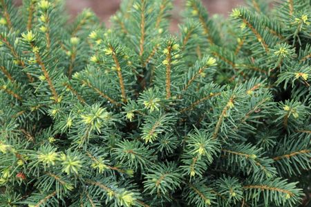 White Spruce Tree