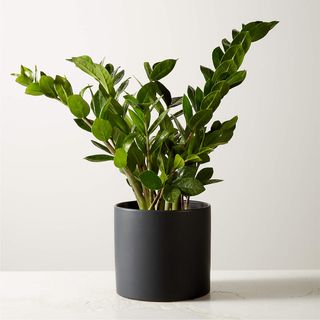 houseplant in black pot