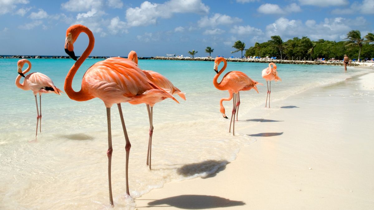 Aruba, Bonaire and Curacao offer tropical bliss, even during hurricane ...