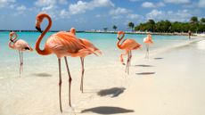 Pink flamingos on a white sand beach in Aruba