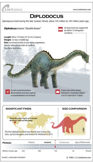 Learn about the huge plant-eating dinosaur Diplodocus.