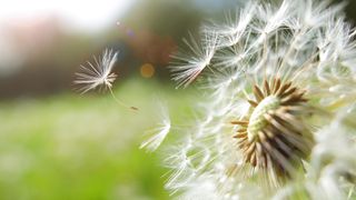 A close-up of a dandelion with one seed floating away