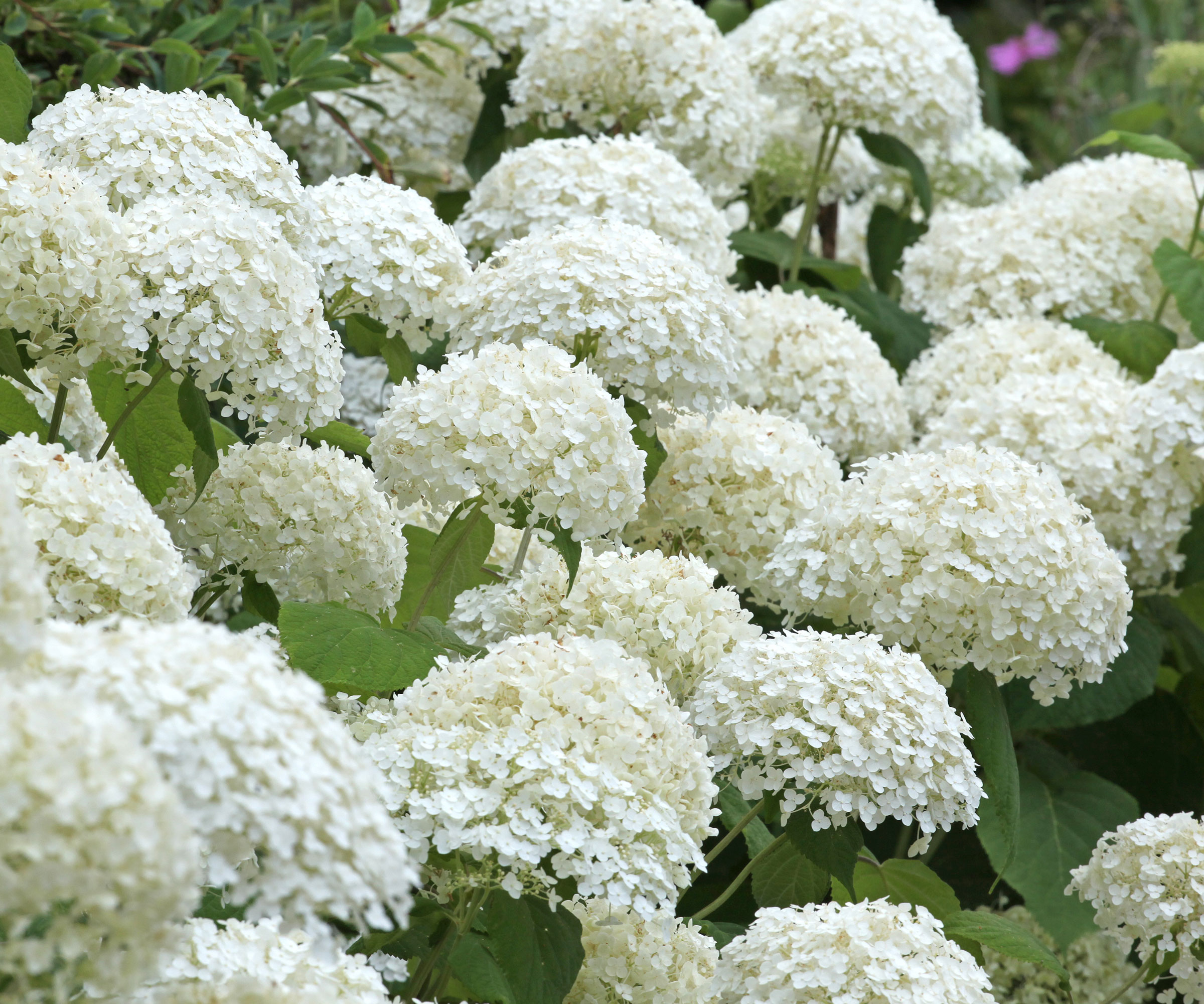 hydrangea 'Annabelle' with big white blooms