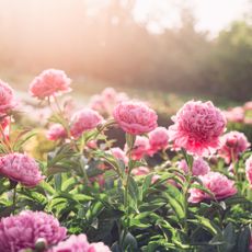 Pink peonies in sunlight