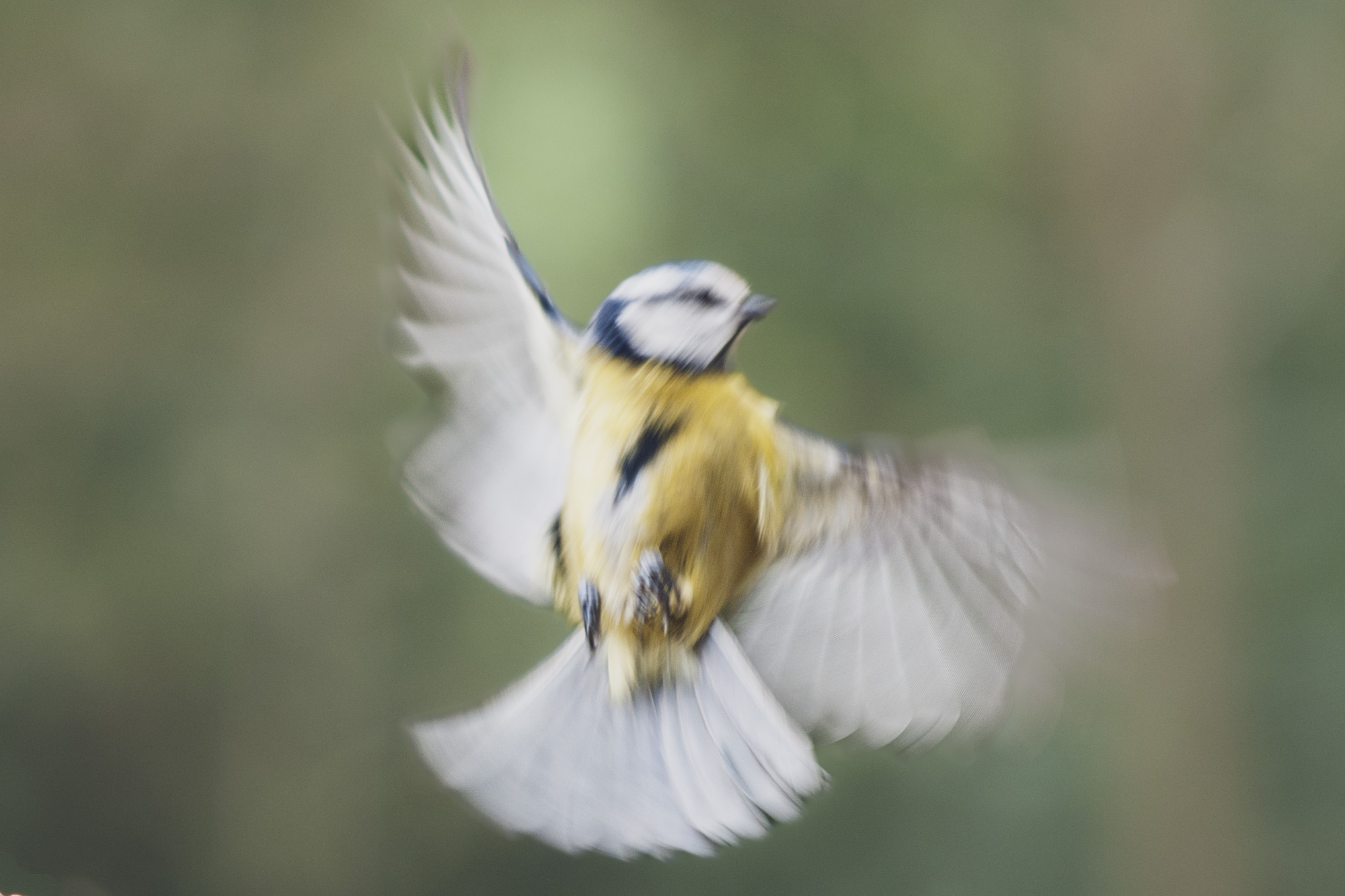 Bluetit bird in flight motion blur