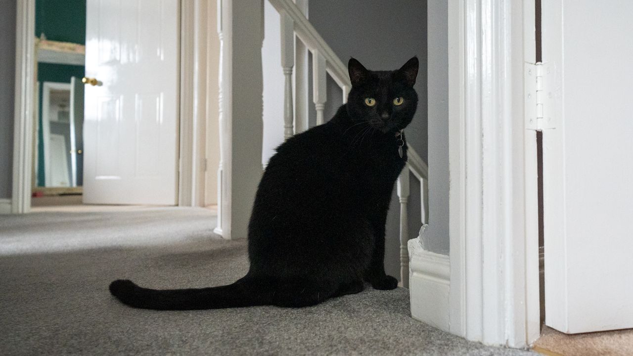 Black cat on a landing