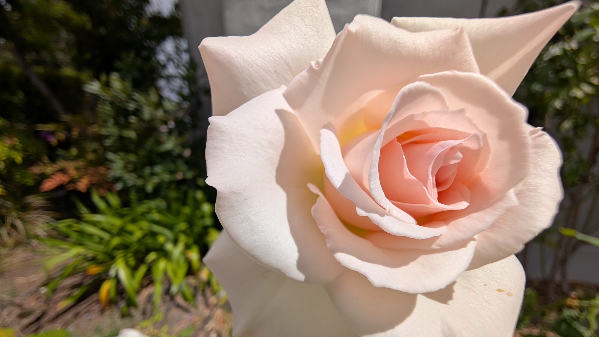 macro shot of rose shot with Google Pixel 9