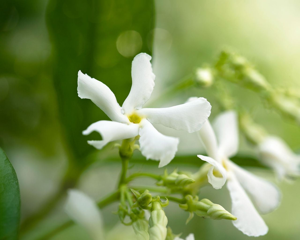 How to grow jasmine expert tips on growing this scented climber