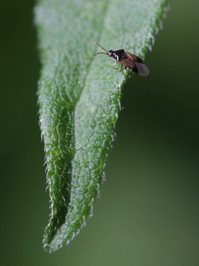 Tiny Pirate Bug On Green Leaf