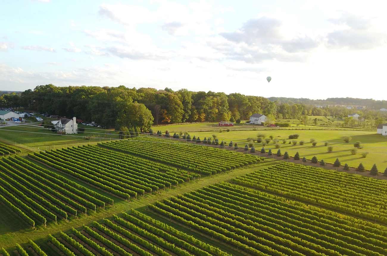 image of vineyards in New Jersey
