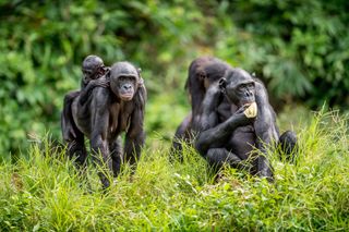 Two bonobos (pygmy chimpanzee) mothers with their young on their backs.