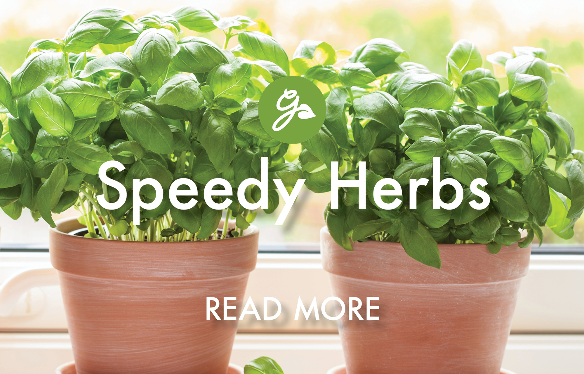 Read more about speedy herbs. Image shows basil growing indoors in terracotta pots