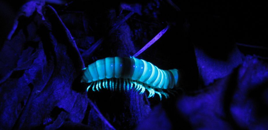 millipede, colors