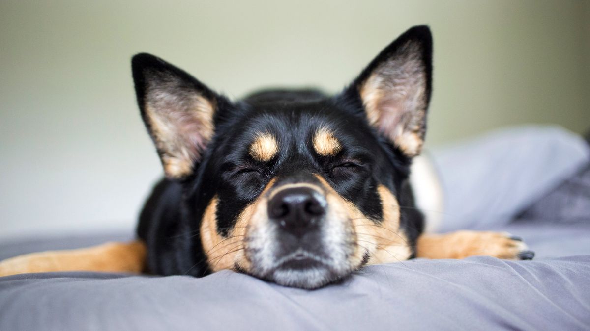 Why is my dog twitching in their sleep? Vet's guide to dreaming vs