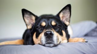 Dog lying on bed sleeping