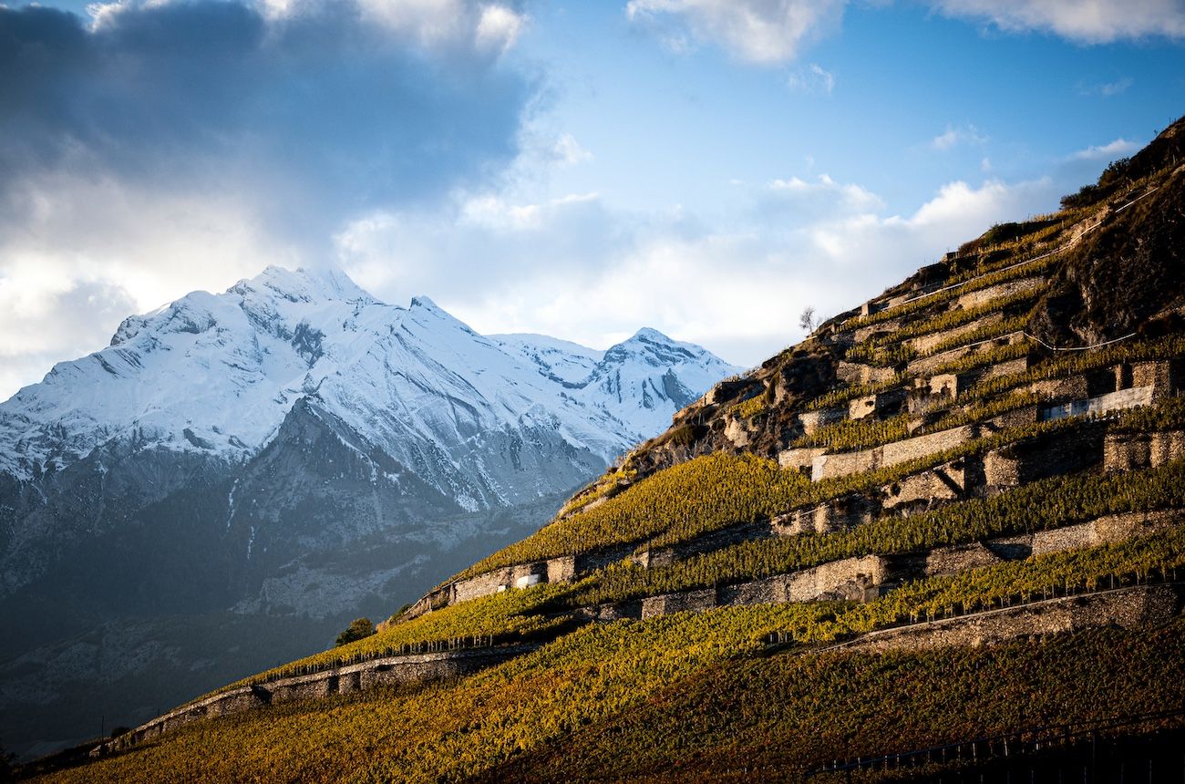Six Swiss Syrah to convert the most die-hard Rhône lover | Decanter