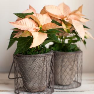 Two pink poinsettia plants