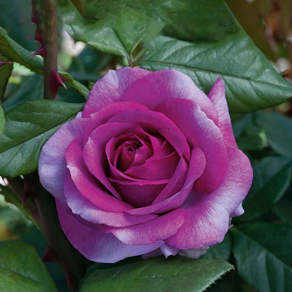 Perfume Factory&amp;trade; Hybrid Tea Rose