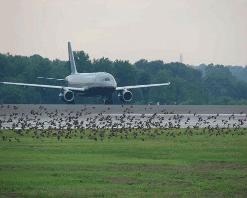 Five times the number of bird-aircraft collisions were recorded in 2011 compared with twenty years before.