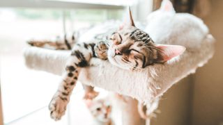 Bengal kitten sprawled out at top of cat tree adopting the side sleeper, one of six common cat sleep positions