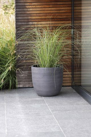 plant pot filled with ornamental grasses
