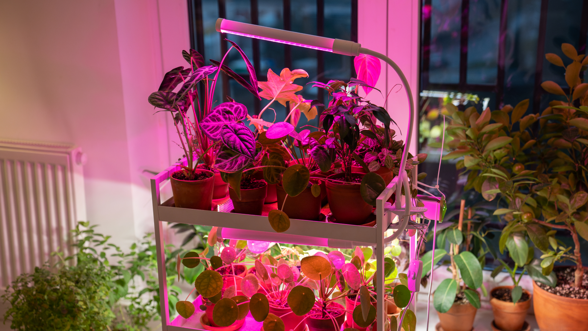 grow light on cart full of plants 