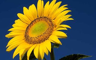 Money saving tips for mums: Plant sunflower seeds