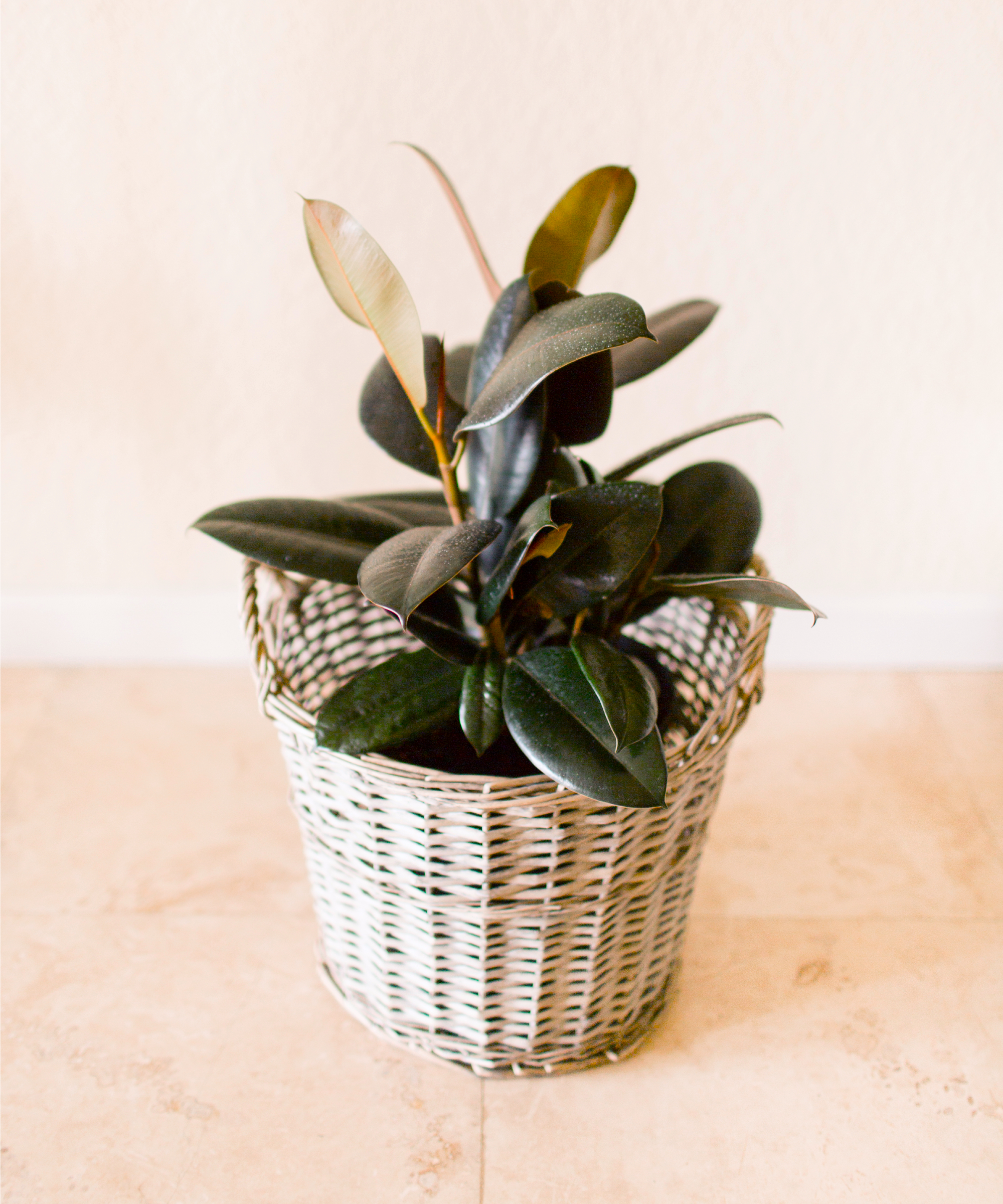 burgundy rubber plant