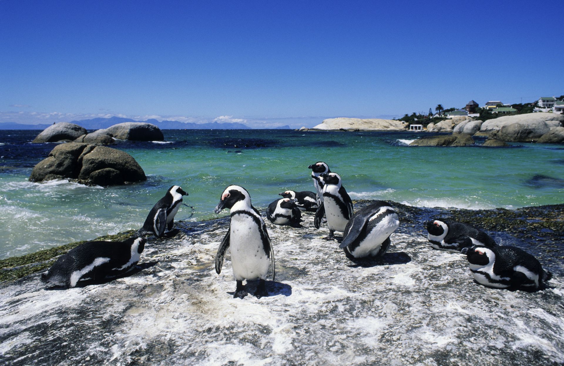 Colony of Penguins on Boulder Beach, Cape Town