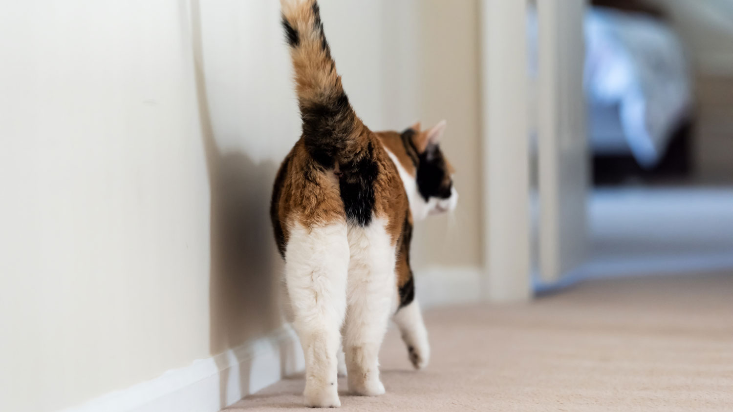 A calico cat with its tail in the air
