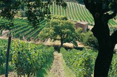 Tenuta San Guido (Sassicaia) vineyards