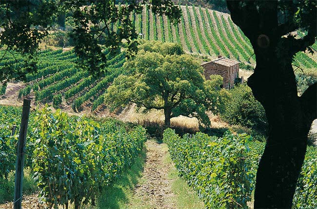 Tenuta San Guido (Sassicaia) vineyards