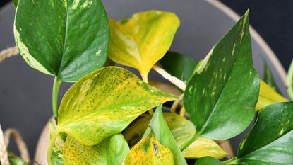 Yellow leaves on a pothos plant