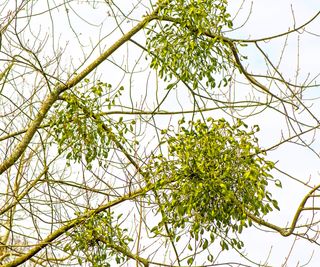 Mistletoe growing on the branches of a tall tree