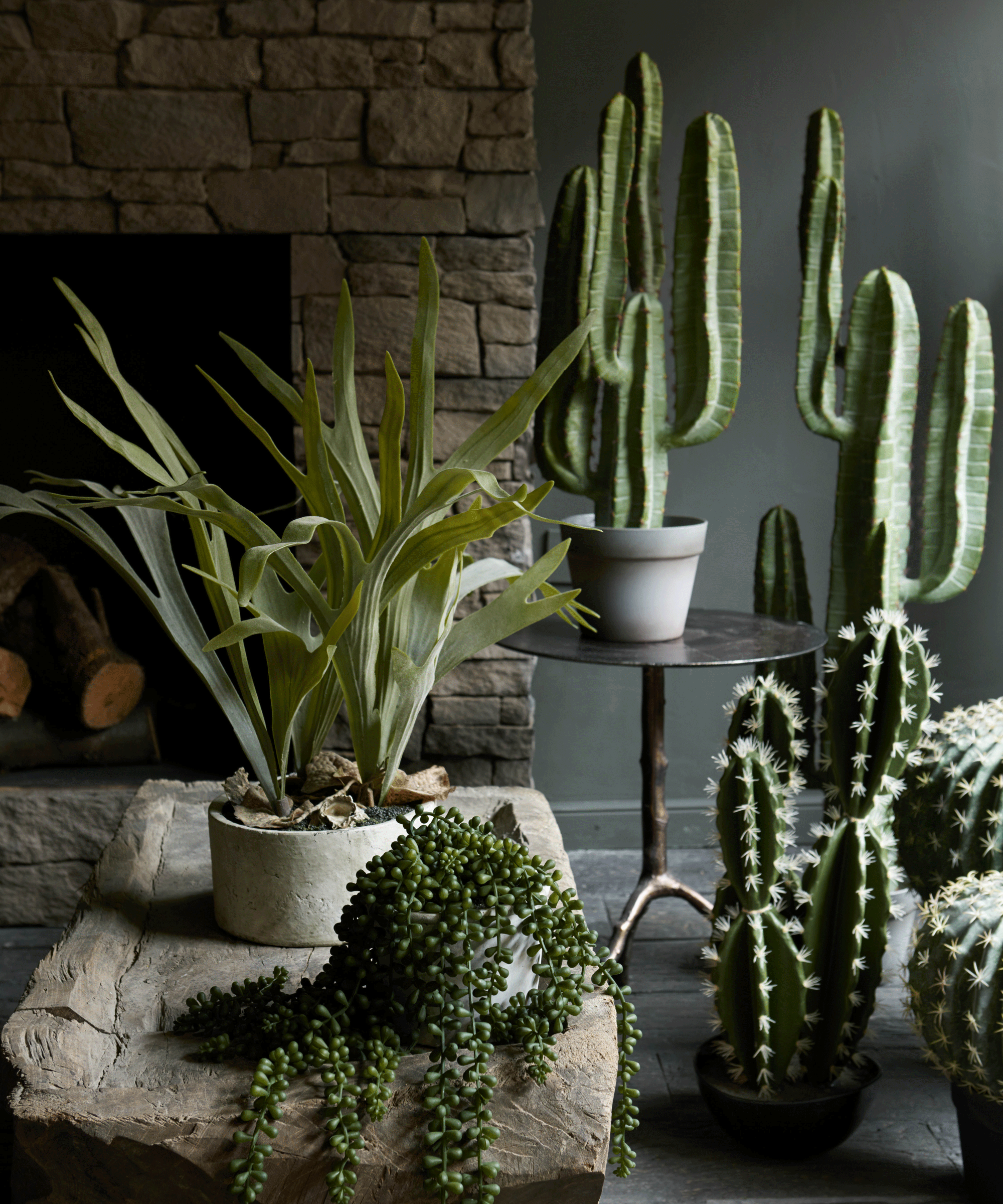 Cactus plants against a green wall