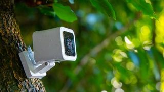 Wyze Cam mounted on a tree