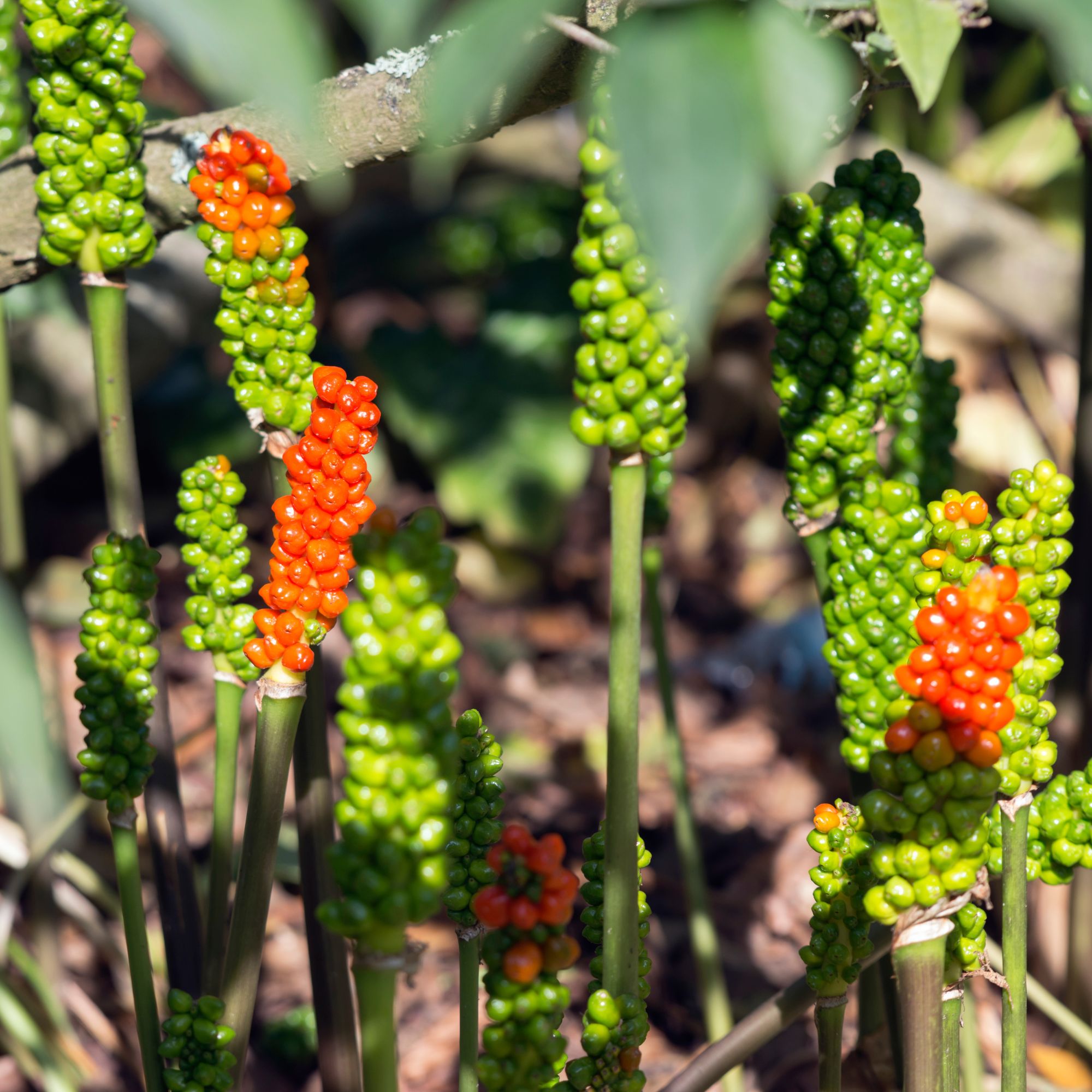 Green and red fruits of Italian arum plants on forest floor