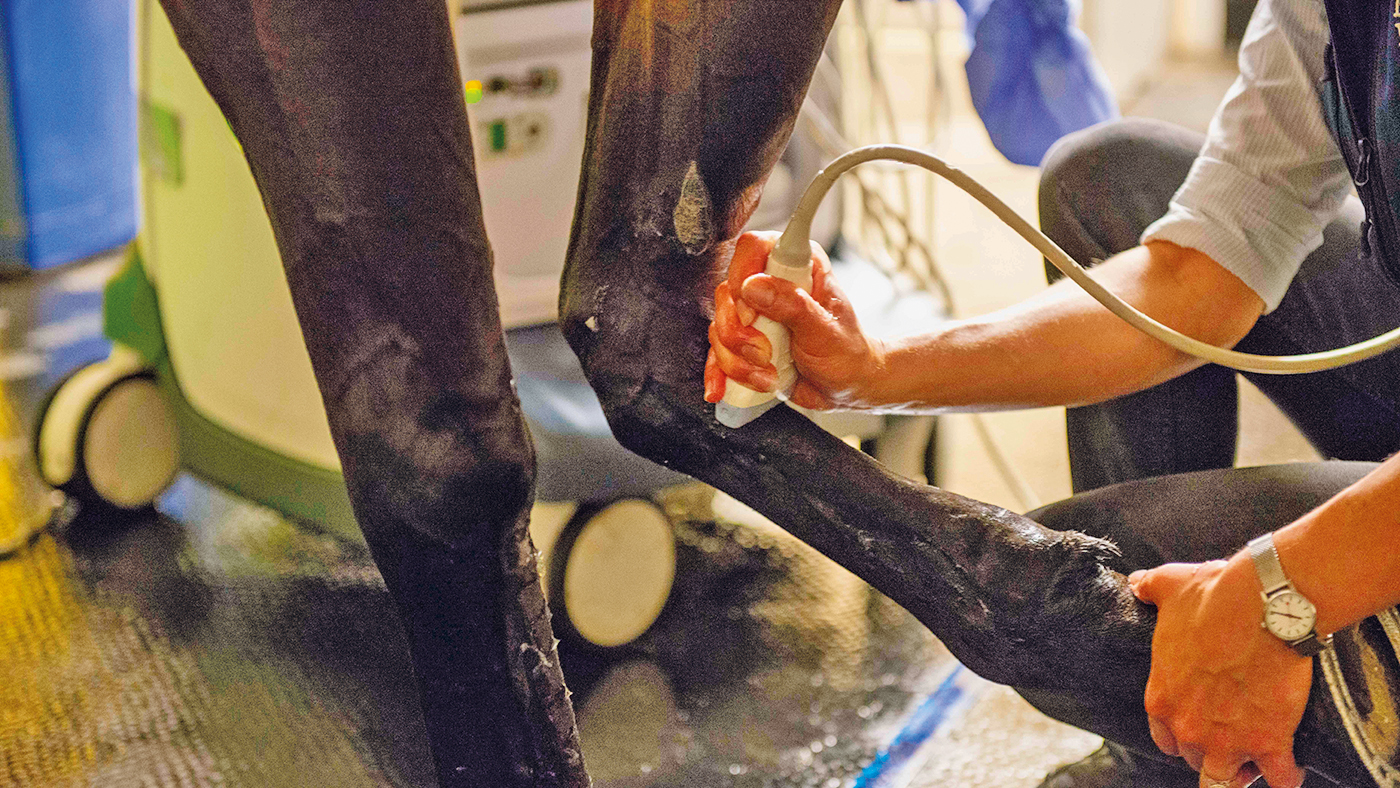HAH302.ht_emergencies.ligament_ultrasound_ultrasound_of_horses_flexor_t_408472822_736250482_ti_archive.jpg