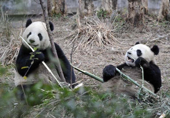 Giant pandas