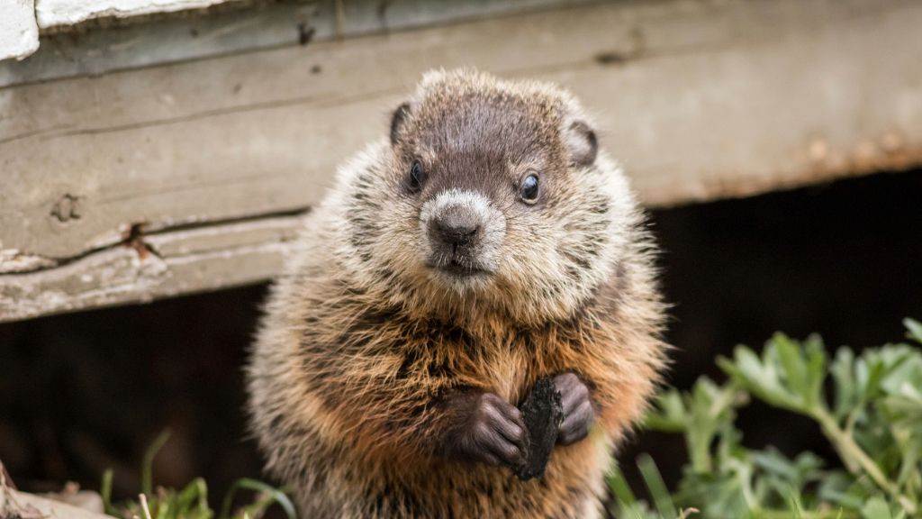 A woodchuck