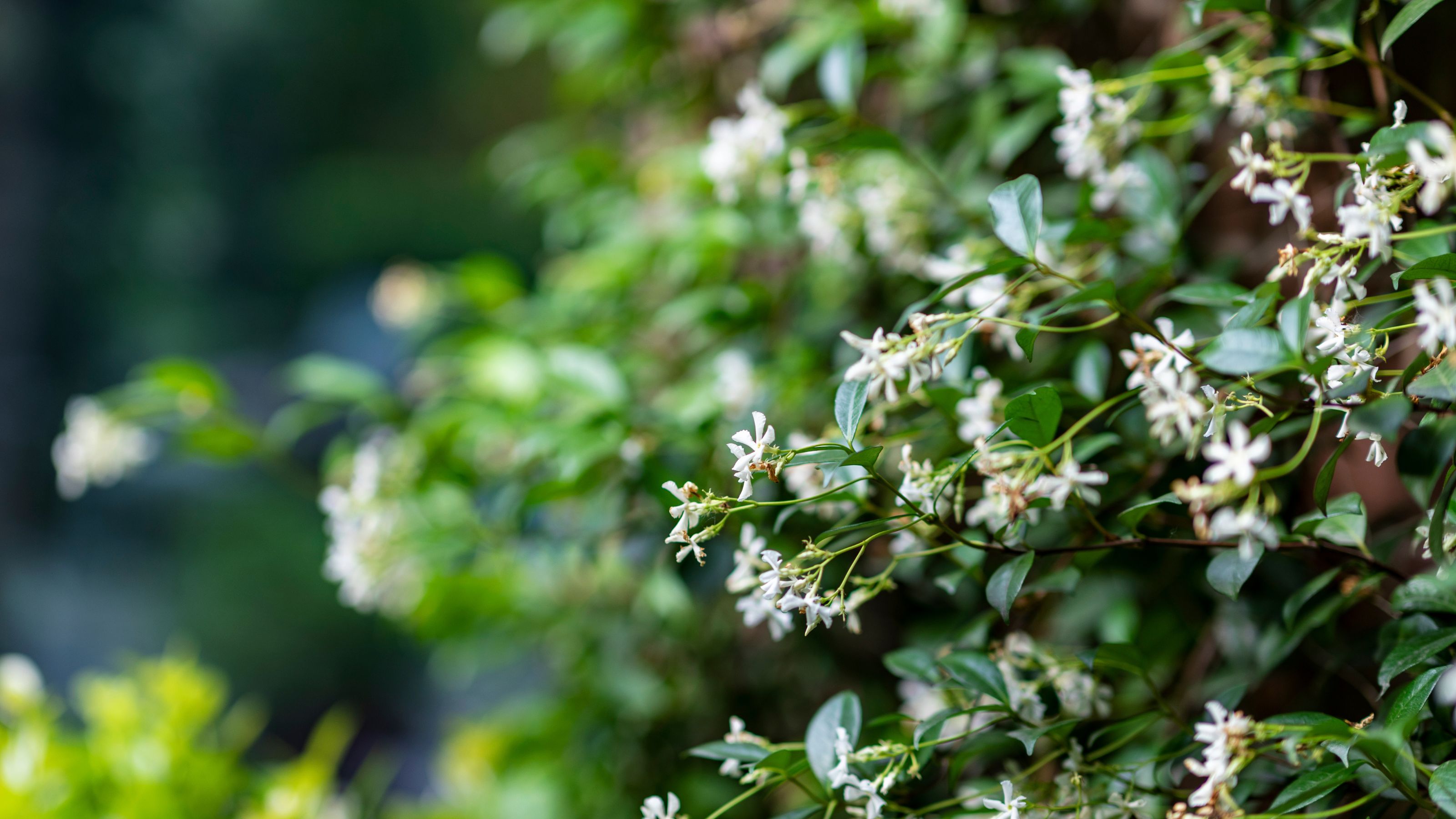 Jasmine growing in garden