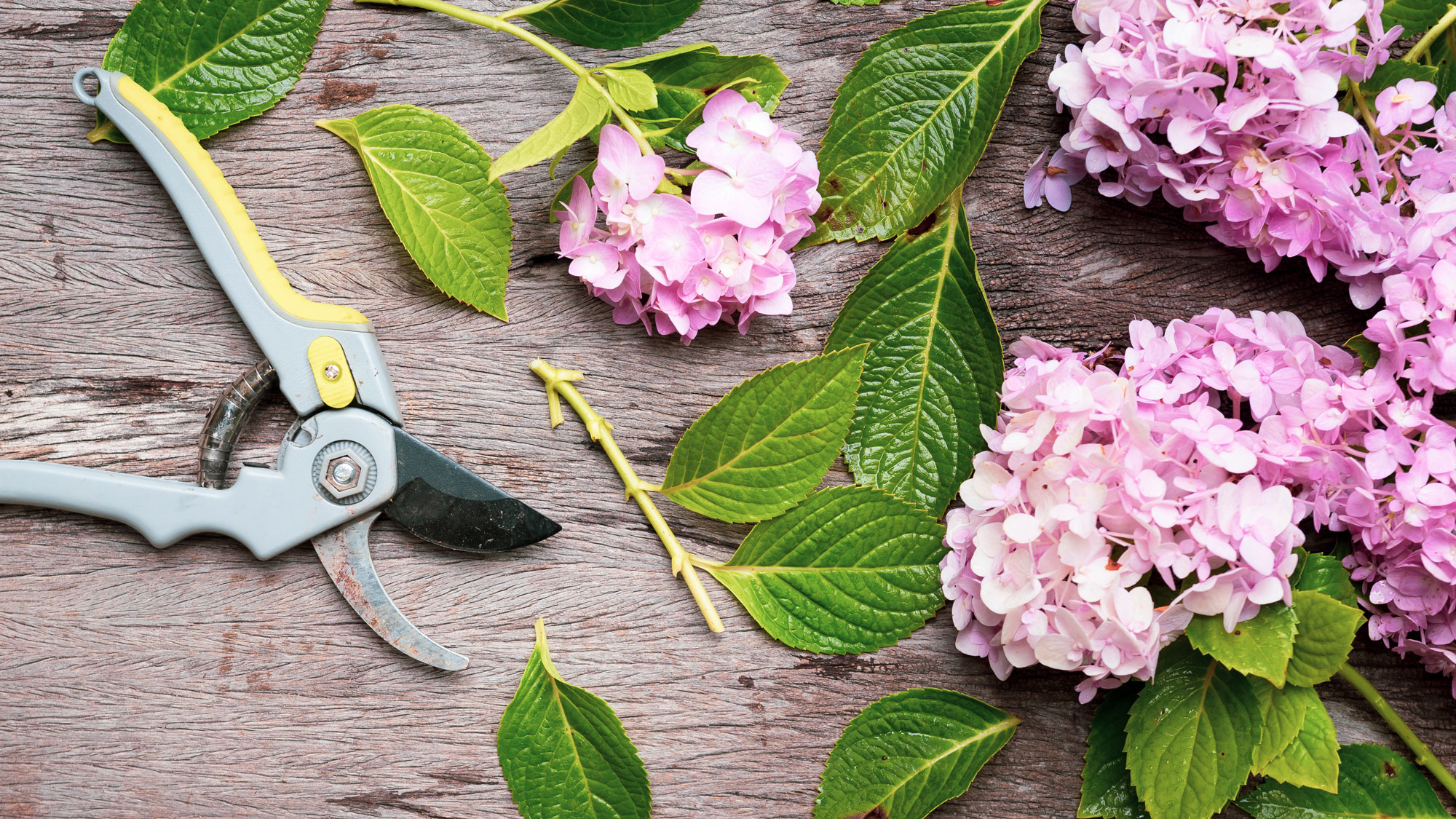 pruning shears and pink hydrangea flower heads and leaves on wooden surface