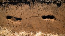Footprints in the soil