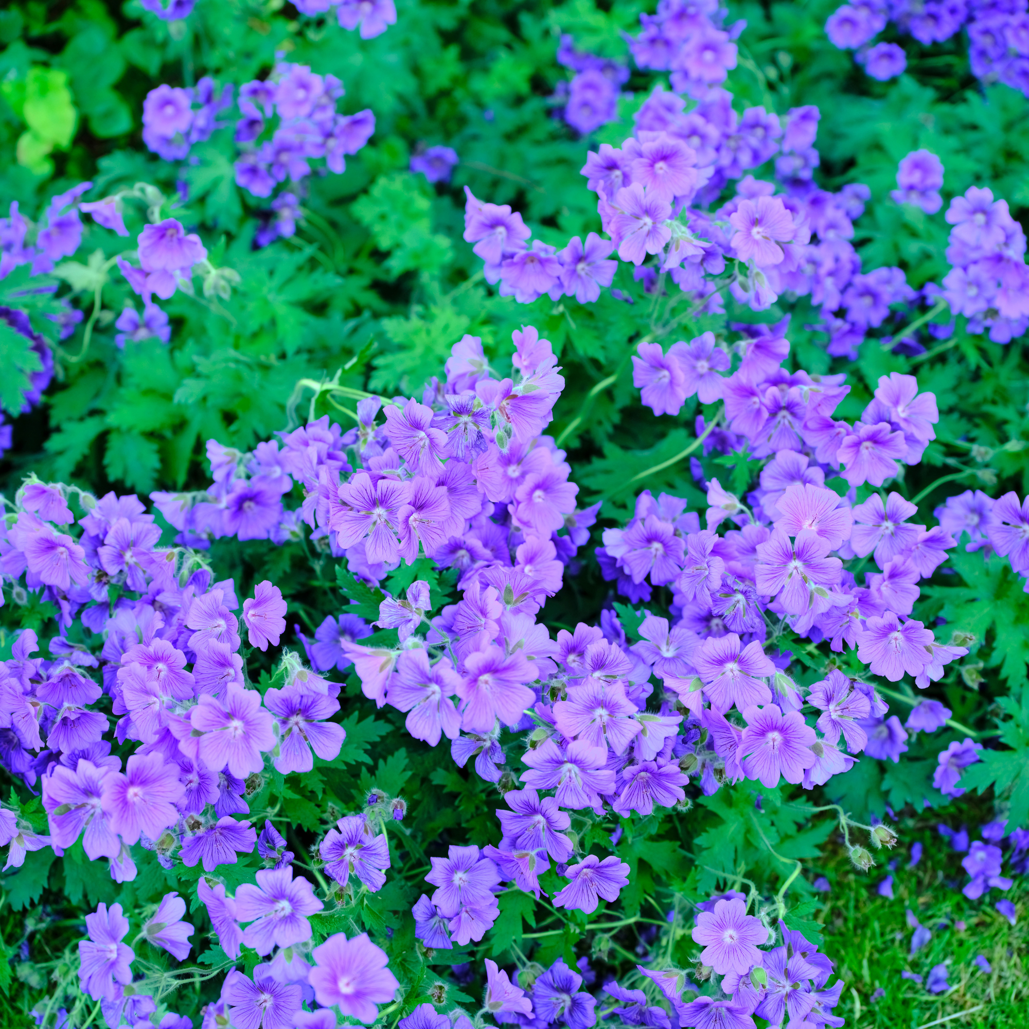 Blooming meadow cranesbill in a garden
