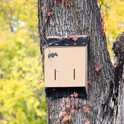 Bat box in tree