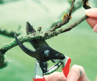 Pruning a fruit tree with pruning shears